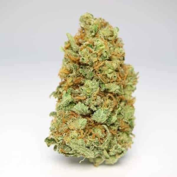 Congo Hybrid Grade AAAA  product image