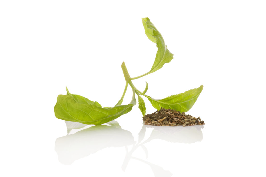 Salvia Drug Effects: Risk, Legality & Brain Impact