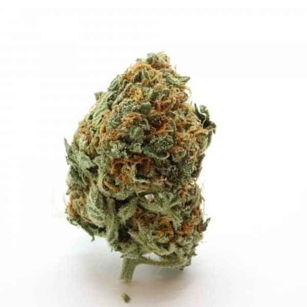 Girlscout Cookies Hybrid Grade Aaa