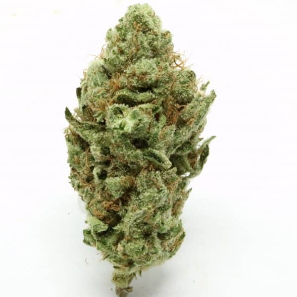 Oregon Golden Goat Hybrid Grade Aaaa
