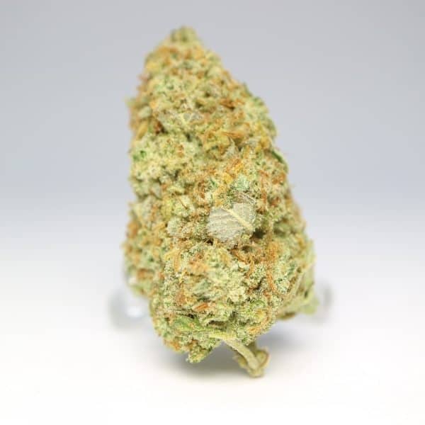 White Castle Hybrid Grade Aaa
