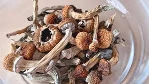 Buy Psilocybin online - Premier Dream
