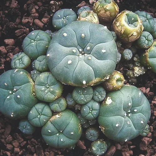 Buy Mescaline online - Premier Dream