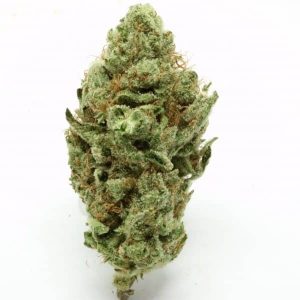 Oregon Golden Goat Hybrid | Grade: AAAA