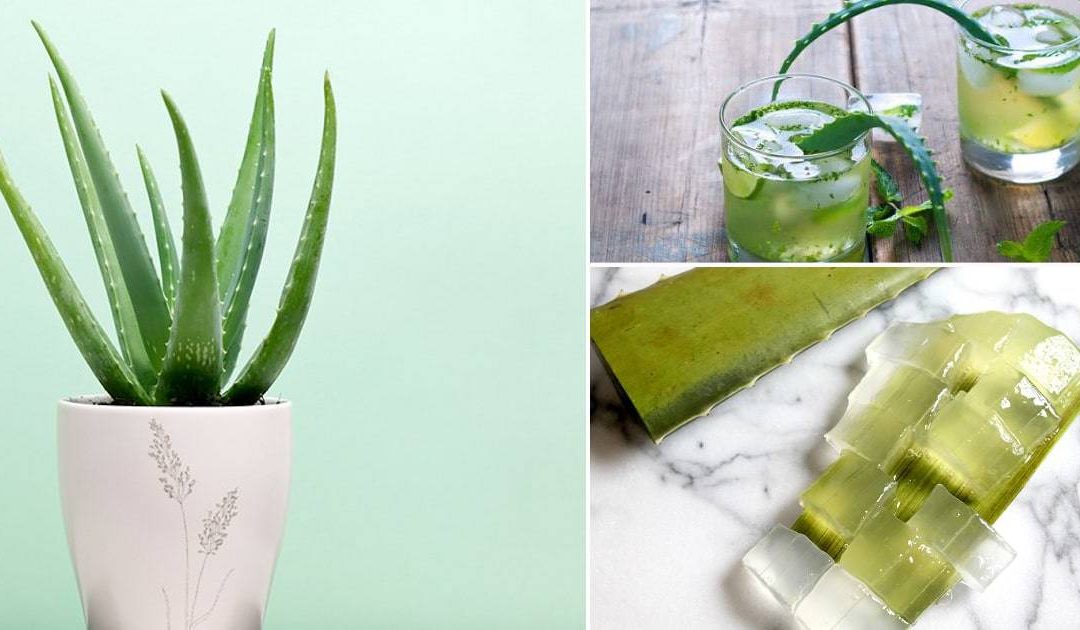 8 Wonderful Health Benefits Of Using Aloe Vera