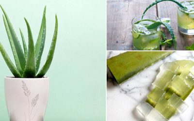 8 Wonderful Health Benefits Of Using Aloe Vera