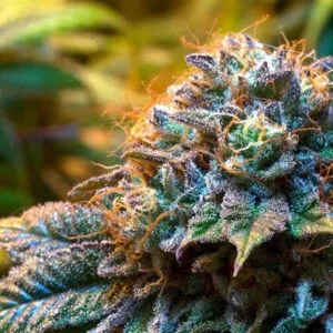 INDICA