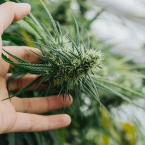 SATIVA